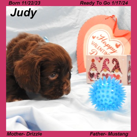 puppy, for, sale, Cocker Spaniel, Joe & Cherri  Overlease, dog, breeder, Miller, MO, dog-breeder, puppy-for-sale, forsale, nearby, find, puppyfind, locator, puppylocator, aca